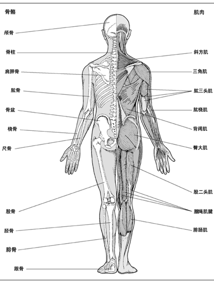 肌肉骨骼系统(背面)