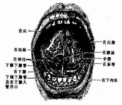 口腔各壁_人体解剖学_西医资料_抓药网