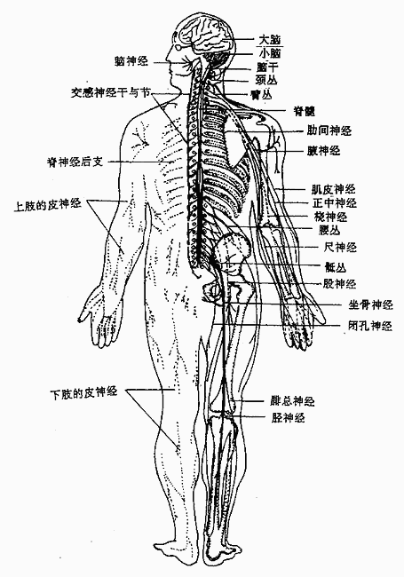 神经系统全貌(背面观)