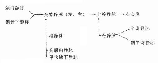 3体循环的静脉干及其属支