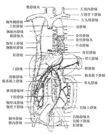 3门静脉系和上下腔静脉系间的吻合和侧副循环