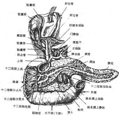 三十二指肠