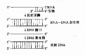 第二节反转录作用reversetranscription