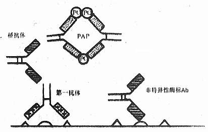 (二)pap法