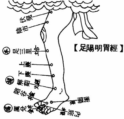 辰足阳明胃经