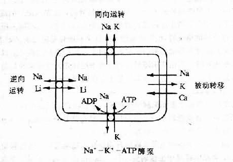 同向转运图片