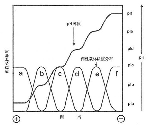 平衡時載體兩性電解質的濃度分佈與ph梯度