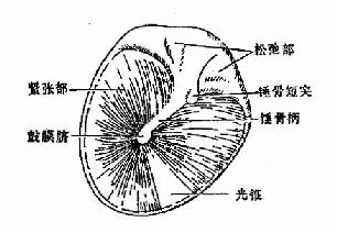 鼓膜四个象限解剖图图片