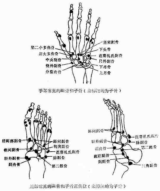 一,长骨