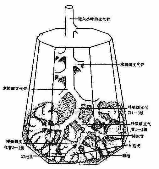 肺小叶 结构图图片