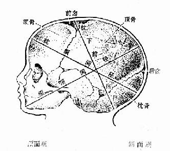 胎头四条径线图片