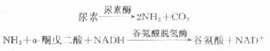 [/alt][/img]</p><p>此反应是目前自动生化分析仪上常用的测定原理。此外，尿素酶水解尿素产生氨的速率，也可用电导的方法进行测定，其电导的增加与氨离子浓度有关，反应只需要很短的时间，适用于自动分析仪。</p><p>2）酚-次氯酸盐显色法：尿素酶水解尿素生成氨和酚及次氯酸盐，在碱性环境中作用形成对-醌氯亚胺，亚硝基铁氰化钠催化此反应：</p><p>[img]https://baike.zhuayao.net/Uploads/zyzy/lilunshuji/linchuangshengwuhuaxue/linchuangshengwuhuaxue118.jpg[alt]