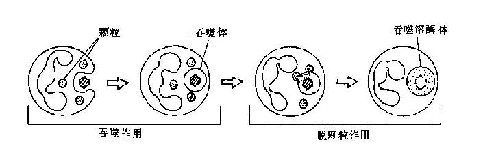 中性粒细胞吞噬图片