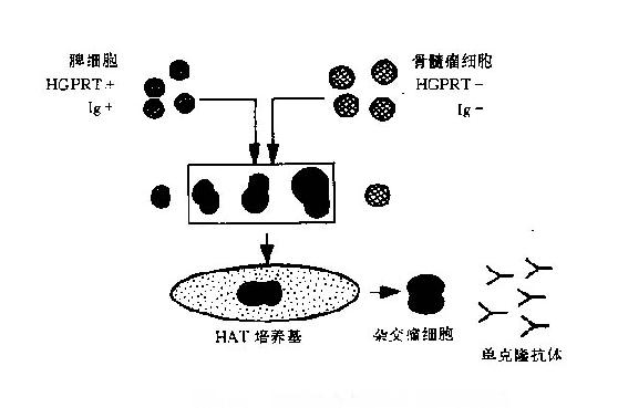 第一节 杂交瘤技术的基本原理