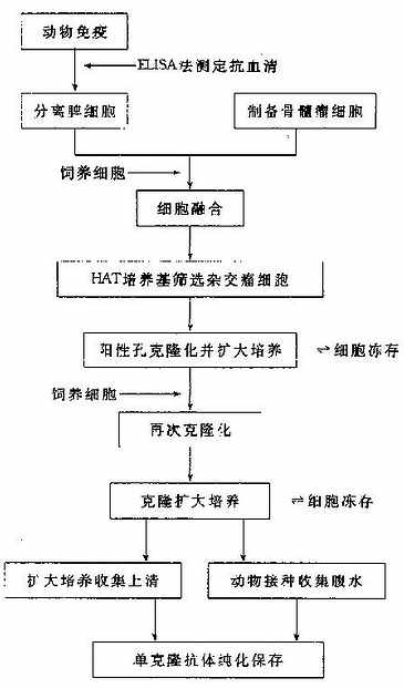 抗体制备的一般流程图图片