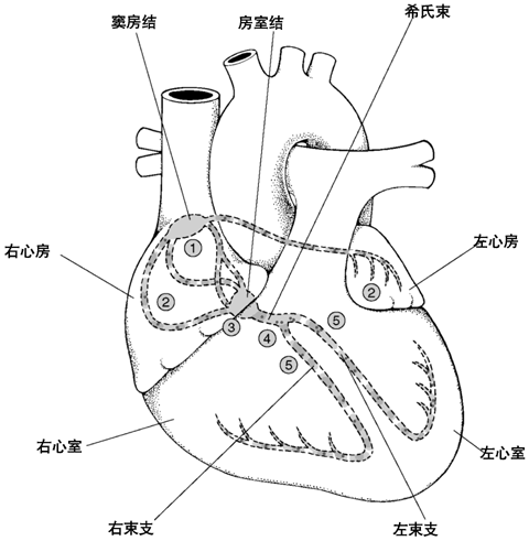 心脏兴奋传导顺序图图片