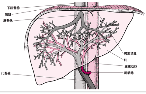 肝动脉异常