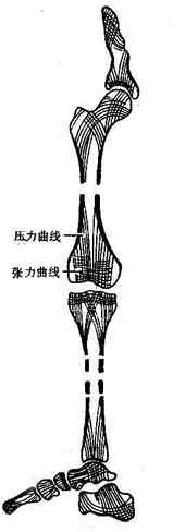 骨小梁示意图图片