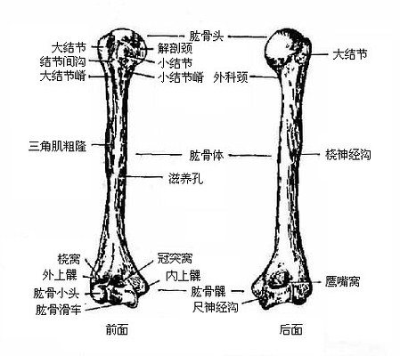 胳膊骨骼解剖图图片