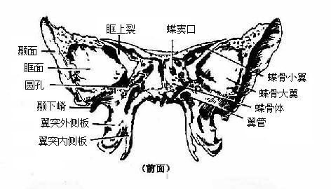 蝶骨卵圆孔图片