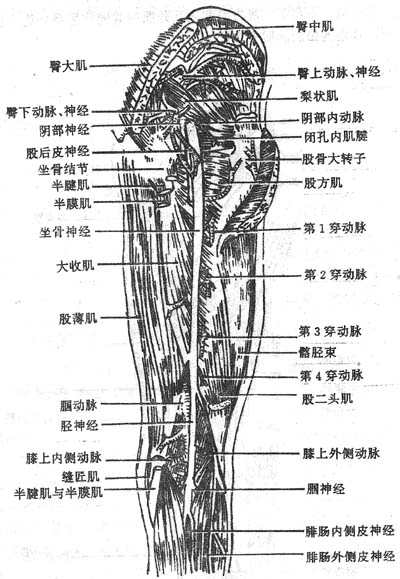 臀部血管神经分布图片