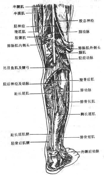 腘窝后方解剖图片