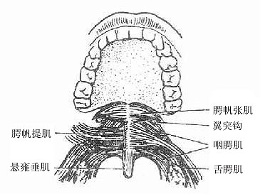 5腭垂肌musculusuvulae