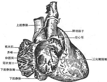 右心室内部结构图片