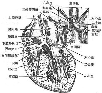 房室交界区图片