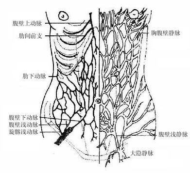 腹壁浅筋膜图片