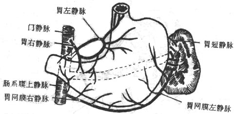 胃网膜右静脉解剖图图片