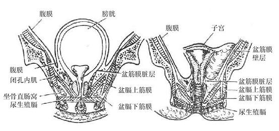 盆筋膜(男,女盆腔額狀斷面)