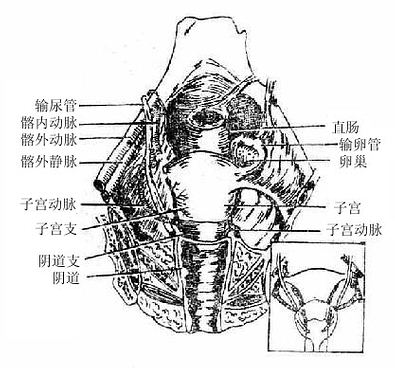 子宮動脈與輸尿管的關係