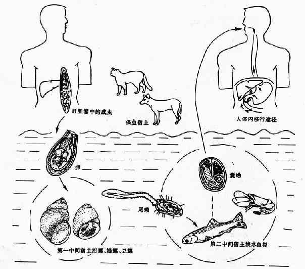 华支睾吸虫生活史图解图片