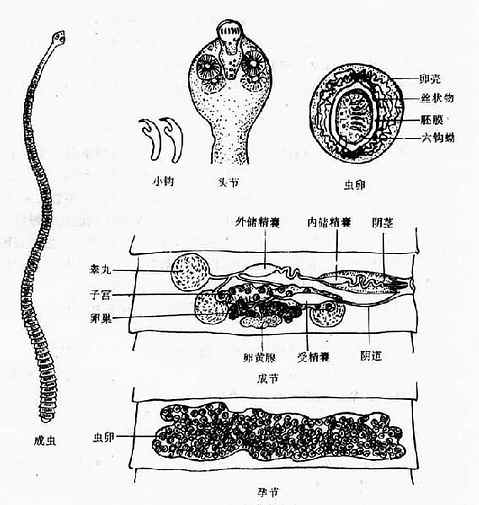 微小膜壳绦虫ppt图片