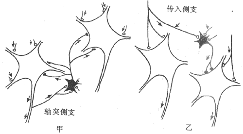 回返性抑制图片