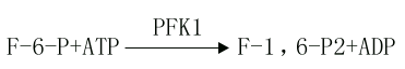 [/alt][/img]</p><p>PFK1催化的反应是不可逆反应，它是糖的有氧氧化过程中最重要的限速酶，它也是变构酶，柠檬酸、ATP等是变构抑制剂，ADP、AMP、Pi、1，6-二磷酸果糖等是变构激活剂，胰岛素可诱导它的生成。</p><p>(4)1.6?二磷酸果糖裂解反应(cleavageof fructose?1,6 di/bis phosphate)</p><p>醛缩酶(aldolase)催化1.6-二磷酸果糖生成磷酸二羟丙酮和3-磷酸甘油醛，此反应是可逆的。</p><p>[img]https://baike.zhuayao.net/Uploads/zyzy/lilunshuji/shengwuhuaxueyufenzishengwuxue/shengwuhuaxueyufenzishengwuxue133.jpg[alt]