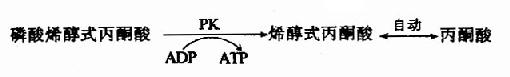 [/alt][/img]</p><p>总结糖的无氧酵解　在细胞液阶段的过程中，一个分子的葡萄糖或糖原中的一个葡萄糖单位，可氧化分解产生2个分子的丙酮酸，丙酮酸将进入线粒体继续氧化分解，此过程中产生的两对NADH+H+，由递氢体α-磷酸甘油(肌肉和神经组织细胞)或苹果酸(心肌或肝脏细胞)传递进入线粒体，再经线粒体内氧化呼吸链的传递，最后氢与氧结合生成水，在氢的传递过程释放能量，其中一部分以ATP形式贮存。</p><p>在整个细胞液阶段中的10或11步酶促反应中，在生理条件下有三步是不可逆的单向反应，催化这三步反应的酶活性较低，是整个糖的有氧氧化过程的关键酶，其活性大小，对糖的氧化分解速度起决定性作用，在此阶段经底物水平磷酸化产生四个分子ATP。</p><p>[img]https://baike.zhuayao.net/Uploads/zyzy/lilunshuji/shengwuhuaxueyufenzishengwuxue/shengwuhuaxueyufenzishengwuxue141.jpg[alt]葡萄糖分解的两个阶段