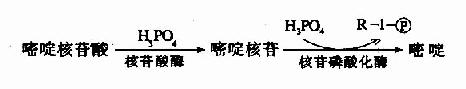 [/alt][/img]</p><p>嘧啶核苷酸的分解代谢途径与嘌呤核苷酸相似。首先通过核苷酸酶及核苷磷酸化酶的作用，分别除去磷酸和核糖，产生的嘧啶碱再进一步分解。嘧啶的分解代谢主要在肝脏中进行。分解代谢过程中有脱氨基、氧化、还原及脱羧基等反应。胞嘧啶脱氨基转变为尿嘧啶。尿嘧啶和胸腺嘧啶先在二氢嘧啶脱氢酶的催化下，由NADPH＋H＋供氢，分别还原为二氢尿嘧啶和二氢胸腺嘧啶。二氢嘧啶酶催化嘧啶环水解，分别生成β－丙氨酸(β－alanine)和β-氨基异丁酸(β－aminosiobutyrate)。β－丙氨酸和β氨基异丁酸可继续分解代谢。β-氨基异丁酸亦可随尿排出体外。食入含DNA丰富的食物、经放射线治疗或化学治疗的患者，以及白血病患者，尿中β-氨基异丁酸排出量增多。嘧啶核苷酸分解代谢见图8-16。</p><p>[img]https://baike.zhuayao.net/Uploads/zyzy/lilunshuji/shengwuhuaxueyufenzishengwuxue/shengwuhuaxueyufenzishengwuxue359.jpg[alt]嘧啶核苷酸的分解代谢
