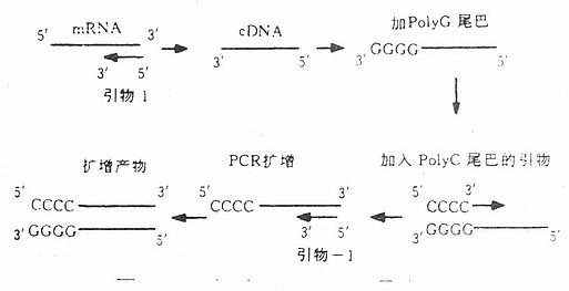 锚定pcr原理图图片