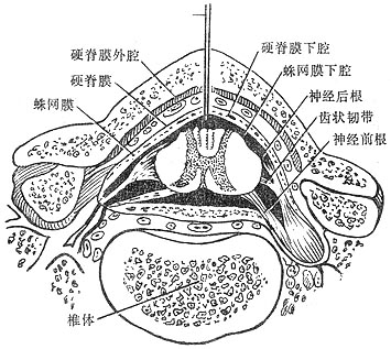 椎管结构横截面图图片