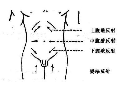 提睾反射 女性图片