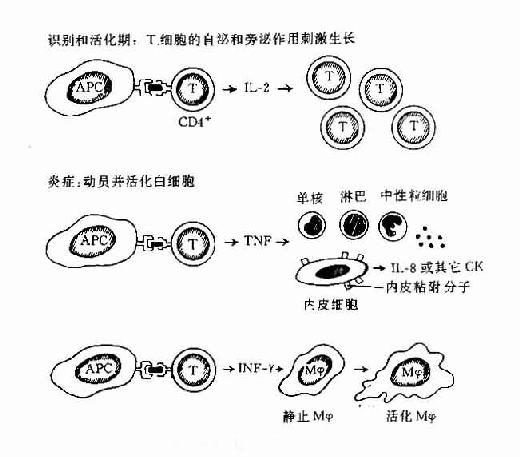 迟发型超敏反应图片