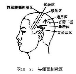 (2)感觉区:位于运动区后移15厘米的平行线