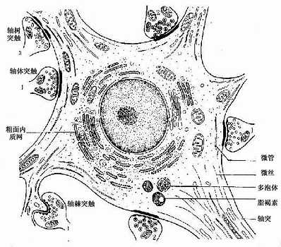神经元组胚绘图图片