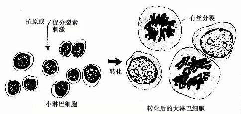 淋巴细胞转化图片手绘图片