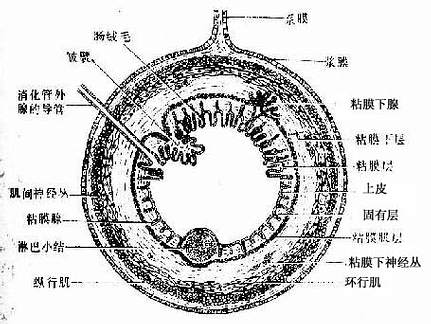 一,消化管的一般結構