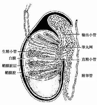 组胚睾丸画图图片