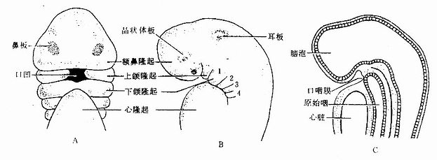 图21-1 第4周人胚头部 a腹面观 b侧面观;c矢状切面;1～4示鳃弓